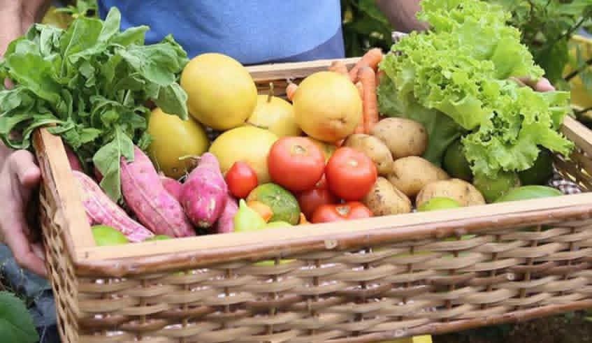 Governo aprecia Proposta de Lei sobre Pesticidas e Fertilizantes Agrícolas